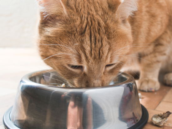 View of 5 Best Foods To Boost Your Cat’s Health – Cat Snacks
